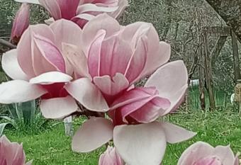 Villa ENZIANA has Balcony rooms