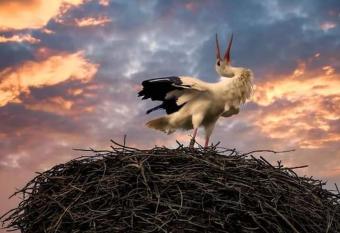 Storchennest has Balcony rooms