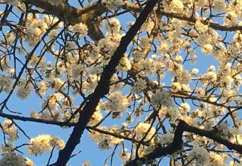 Cherrytree Cottage 1840 has Balcony rooms