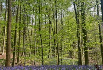 Bois de Hal allows 18 year olds to book a room