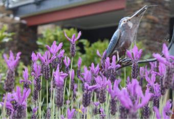 Maymorn Orchard Double Suite has Balcony rooms