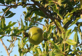 Biktot Hamatzok - Eucalyptus has Balcony rooms