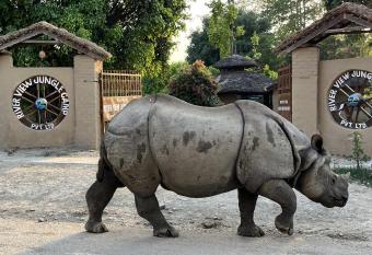 River View Jungle Camp has Balcony rooms
