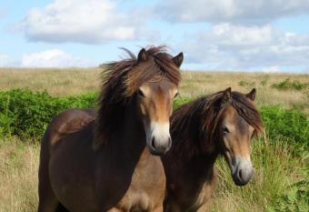 Exmoor BnB in Withypool on Two Moors Way allows 18 year olds to book a room