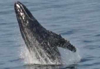 Condo Nick Puerto Vallarta, Enjoy the Beach has rooms with a private hot tub