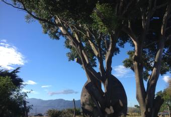 Coffee Bean Lodge has Balcony rooms