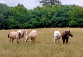 Manoir de L aisnerie Le Pavillon has Balcony rooms