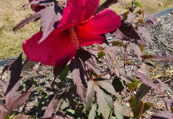 La mercerie des bout s has Balcony rooms