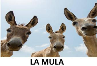 La MULA allows 18 year olds to book a room