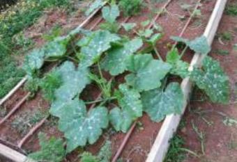 Casa parque Doramas has Balcony rooms