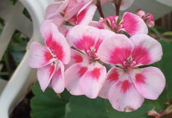 B&B Alle Piscine Verona has Balcony rooms