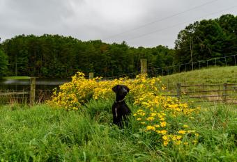 Wolf Creek Farm B&B and Motorcycle Manor at Wolf Creek Farm has Balcony rooms