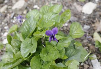 Agriturismo Villalta has rooms with a private hot tub