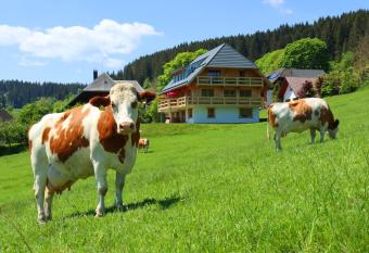 Ferienwohnung Glasbl  ser has Balcony rooms