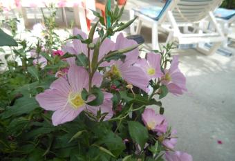 Pansion Giorgos & Rania has Balcony rooms