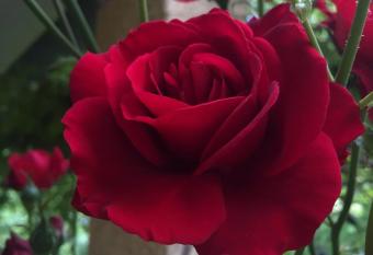 Apartments Don allows 18 year olds to book a room