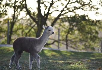 Agriturismo Il Beccafico Alpaca allows 18 year olds to book a room