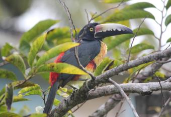 Nature Resort has Balcony rooms