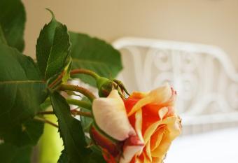 Alexander Rooms allows 18 year olds to book a room