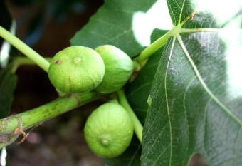 Apartments Corny has Balcony rooms