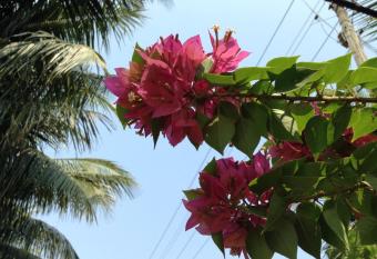 Village Villa has Balcony rooms