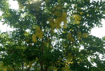 Kum Nangpaya has Balcony rooms