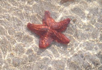 Guanaja Caribbean Cottages has Balcony rooms