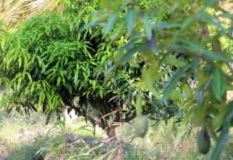 ASSOUKA Eco-Village du lac Nokou   has Balcony rooms