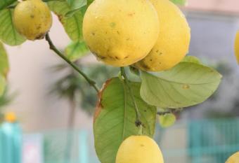 Il Giardino Dei Limoni has Balcony rooms