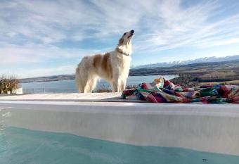 Swiss Borzoi House has Balcony rooms