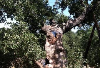 Oak Shade allows 18 year olds to book a room