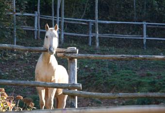 L Angolo di Paradiso has Balcony rooms