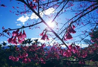 Zhong Ming Ju Taoyi Fang has Balcony rooms