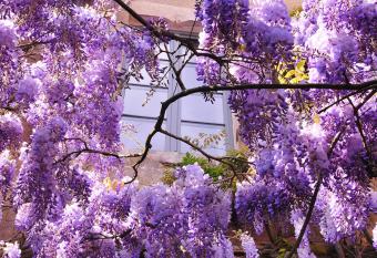 Les Glycines V  zelay has Balcony rooms