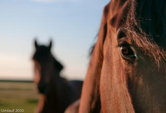 Reiterhof Gr  ndeich has Balcony rooms