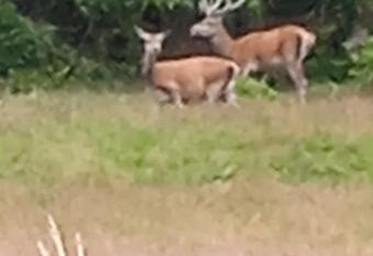 Au Domaine de PY has Balcony rooms