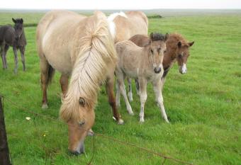 DalsSel farm Guesthouse has Balcony rooms