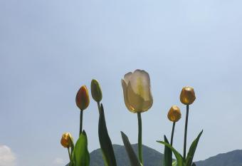 B&B Tulipano has Balcony rooms