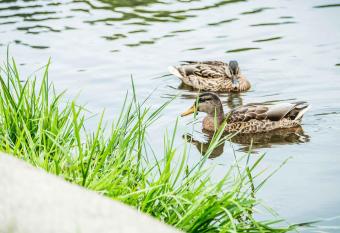 Appartements Am Kranichsee has Balcony rooms