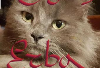 Affittacamere Erbagatta has Balcony rooms