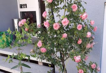 Aparthotel Zum Dom allows 18 year olds to book a room