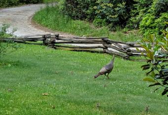 Buffalo Creek Bed and Breakfast has rooms with a private hot tub