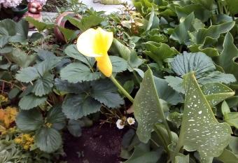 Guest Rooms Kotv  ta has Balcony rooms