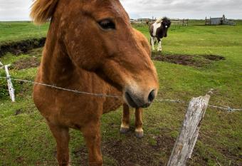 Guesthouse 77 has Balcony rooms