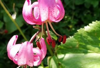 Le Taconet has Balcony rooms