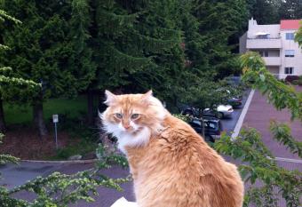 A Room at the Camelia Bed and Breakfast has Balcony rooms