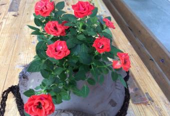 Shimanchu Guest House Yuien has Balcony rooms