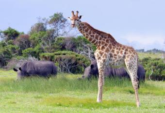 Kragga Kamma Game Park has rooms with a private hot tub