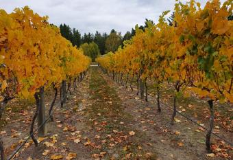Vines on Bannockburn allows 18 year olds to book a room