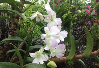 Casa de Los Suenos B&B Coronado Panama has Balcony rooms